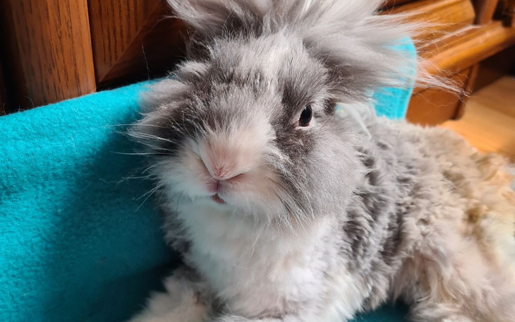 Zbiórka Pumpkin- niepełnosprawny królik - zdjęcie główne