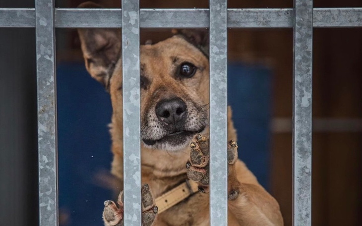 Zbiórka Pomóż zwierzakom w Krynicy - zdjęcie główne