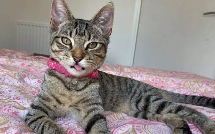 Zbiórka Leczenie kota I przewoz do Polsk - zdjęcie główne