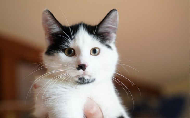 Zbiórka Urodzinowa zbiórka Beaty - zdjęcie główne