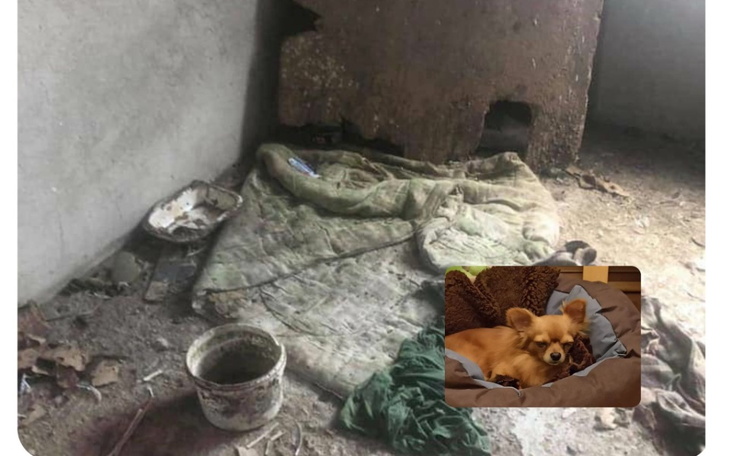 Zbiórka zniszczony pies z pseudohodowli - zdjęcie główne