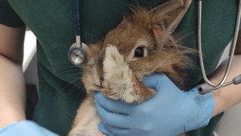 Zbiórka Irminka i jej prawo do szczęścia - miniaturka zdjęcia