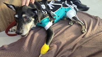 Zbiórka Na ratowanie życia psa Ptysia - miniaturka zdjęcia