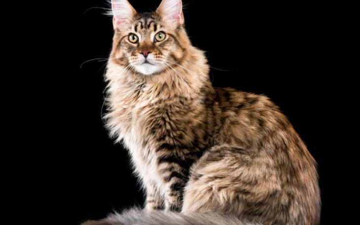 Zbiórka Mój wymarzony kot maine coon - zdjęcie główne