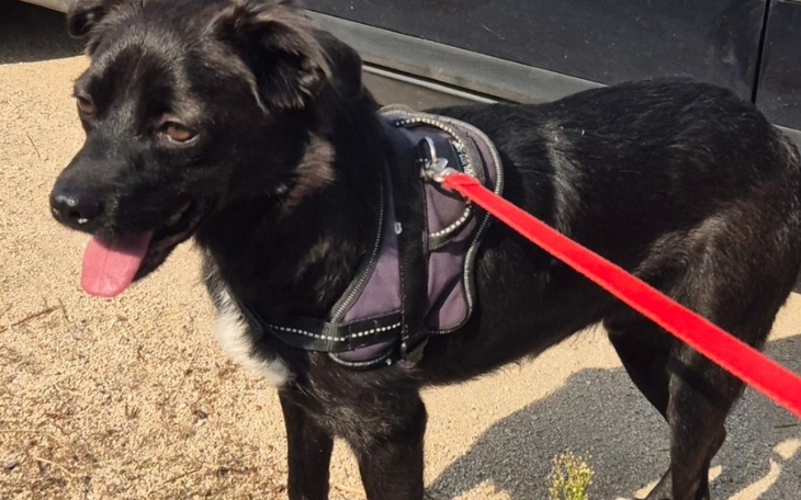 Czarny pies na smyczy, uśmiechnięty, w słonecznym otoczeniu.