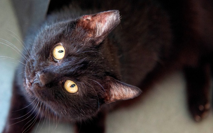 Zbiórka Mruczarnia kwiecień - zdjęcie główne