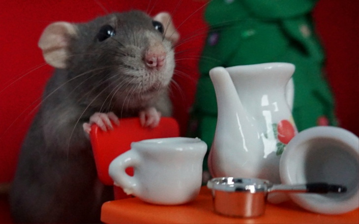 Zbiórka Urodzinowa zbiórka na Ogoniaste - zdjęcie główne