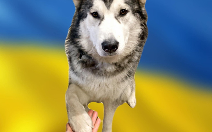 Zbiórka Na pomoc psom z Boryspola - zdjęcie główne