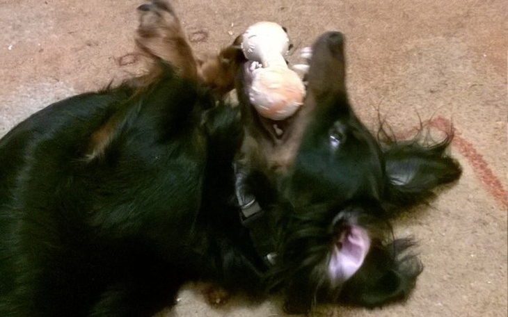 Zbiórka na leczenie Carli - zdjęcie główne