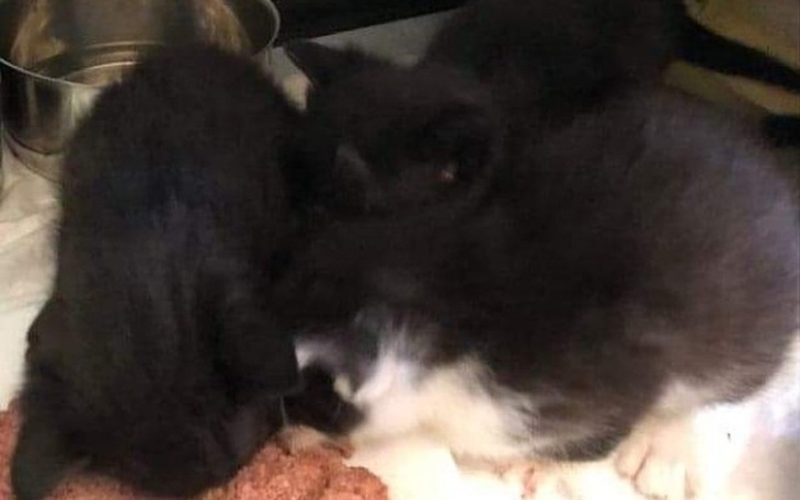 Zbiórka Na wyprawkę dla kocich sierotek - zdjęcie główne