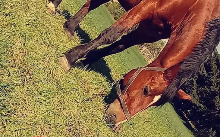 Zbiórka Odkupujemy klacz - Kasiulkę - zdjęcie główne