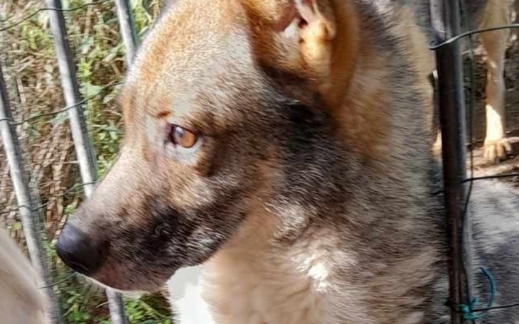 Zbiórka Czesmir prosi o pomoc - zdjęcie główne