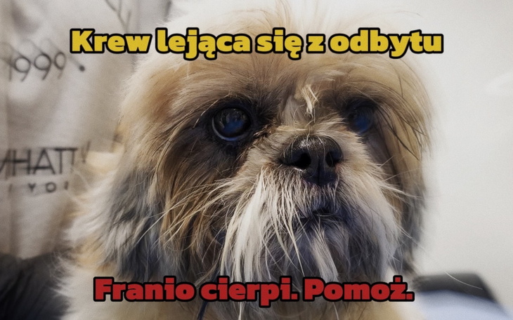 Pies z problemami zdrowotnymi, potrzebujący pomocy.
