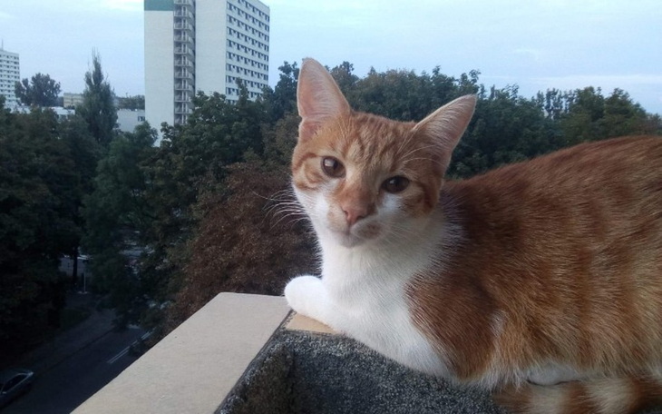 Zbiórka Operacja Oddiego - zdjęcie główne