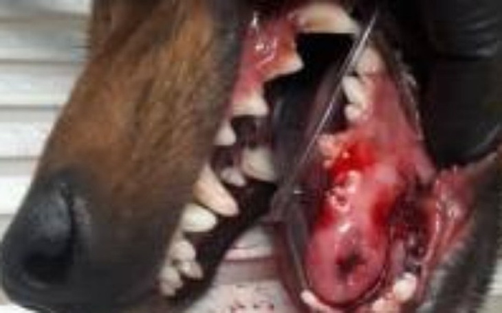 Zbiórka Złamana żuchwa, cierpienie i ból - zdjęcie główne