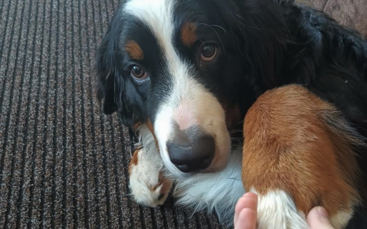 Pies rasy bernardyn leży na dywanie, z ciekawym spojrzeniem.