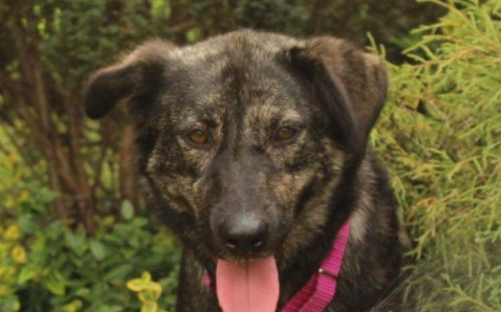 Zbiórka Na transport Łajki do domu - zdjęcie główne