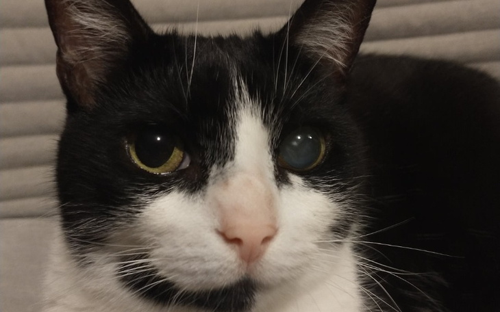 Zbiórka Na operację okulistyczną - zdjęcie główne