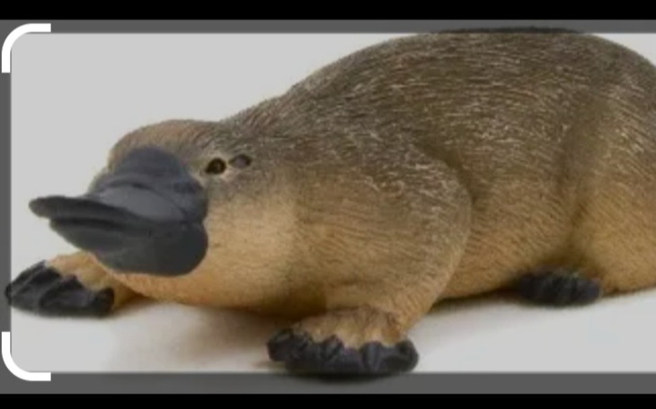 Zbiórka Aktywuj Dziobaka - zdjęcie główne