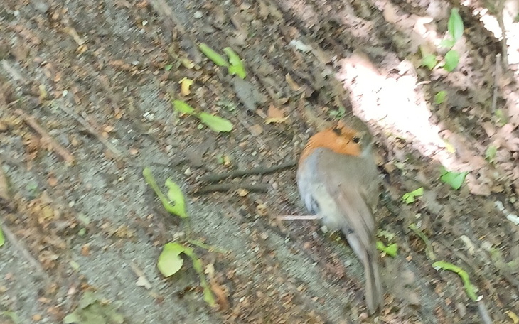 Zbiórka Zbiórka na remont 4 pilnie - zdjęcie główne