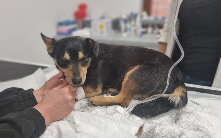 Zbiórka Wsparcie dla staruszka Alvaro - zdjęcie główne