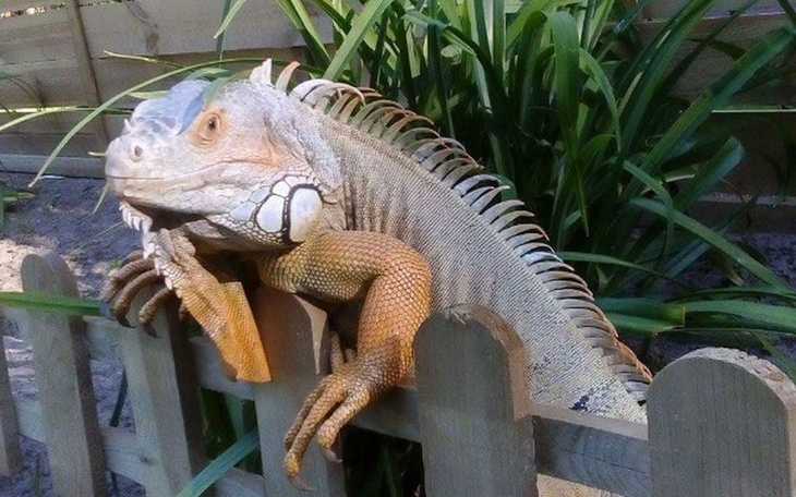 Zbiórka terraria pozabiegowe,schronisko - zdjęcie główne