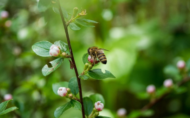 Pszczoła zbierająca nektar z kwiatów w zielonym otoczeniu.