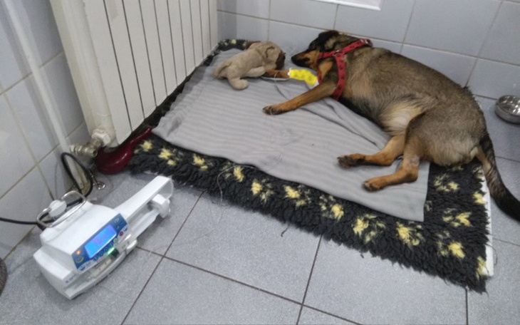 Zbiórka IZI- prosi o pomoc w LECZENIU - zdjęcie główne