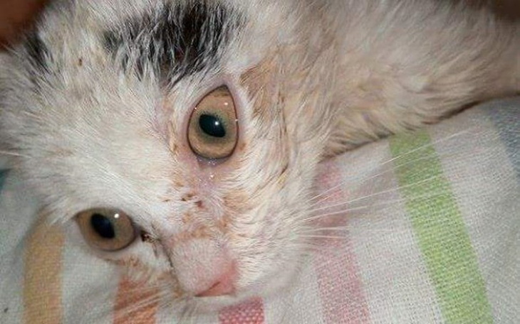 Kotek z brudną sierścią leży na poduszce, wygląda na zmartwionego.