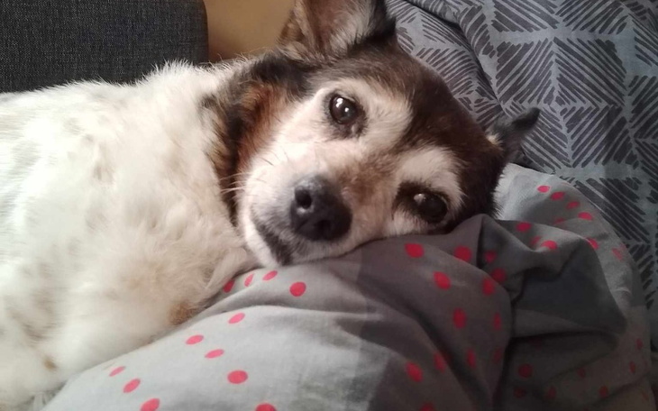 Zbiórka Na leczenie dla miki - zdjęcie główne