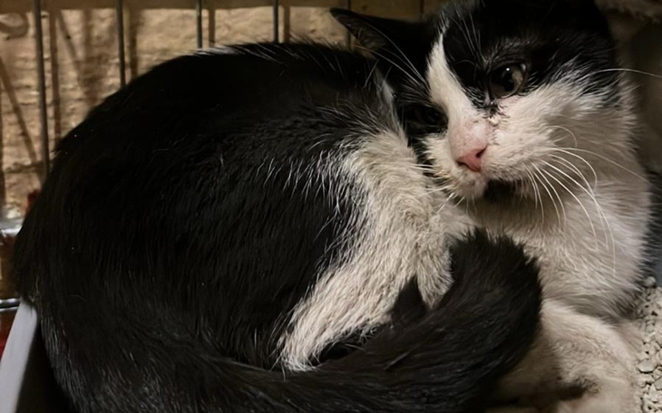 Czarny kot zwinięty w kłębek, odpoczywający w ciepłym miejscu.