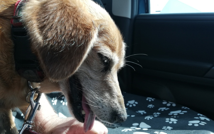 Zbiórka Zapalenie trzustki u Eli - zdjęcie główne