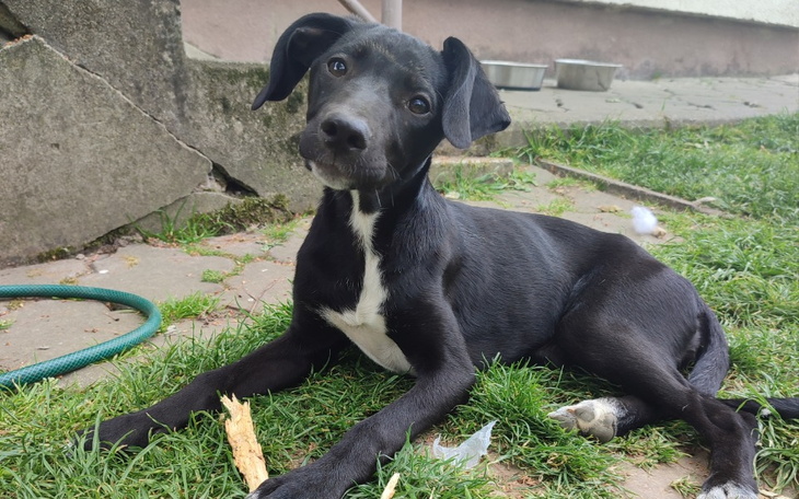 Zbiórka Transport dla Grandy - zdjęcie główne