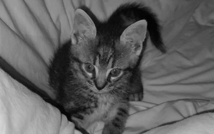 Zbiórka Pomóż małemu kotku - zdjęcie główne