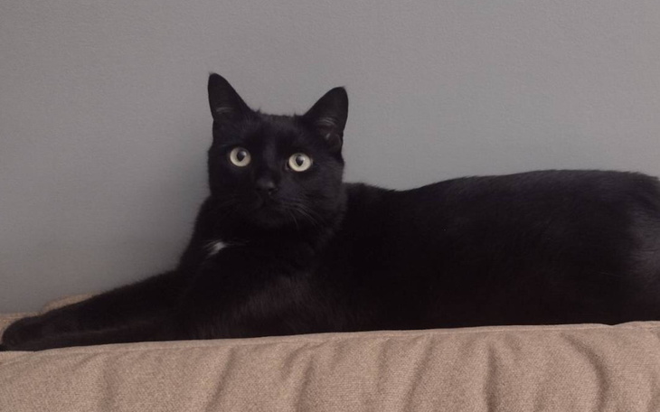 Zbiórka Pomóż Luckyemu - zdjęcie główne