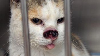 Zbiórka Radioterapia Pinokii - PILNE! - miniaturka zdjęcia