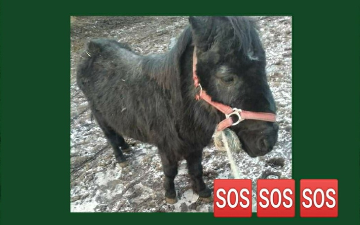 Zbiórka Monte, kucyk skazany na śmierć - zdjęcie główne