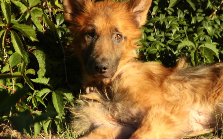 Zbiórka Pomoc dla Farta - zdjęcie główne