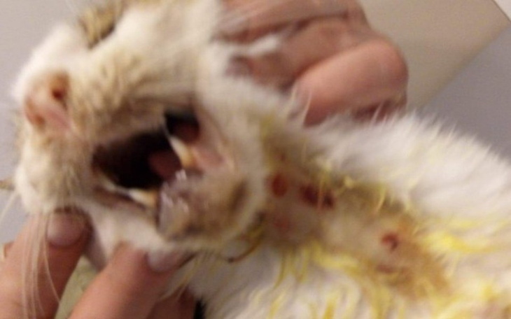 Zbiórka Czy możemy nie pomóc? - zdjęcie główne