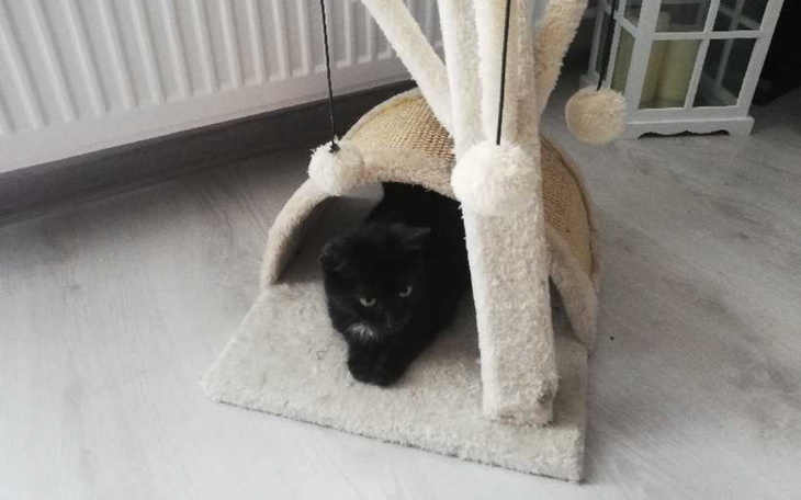 Zbiórka Pomóż uratować Lulusia - zdjęcie główne