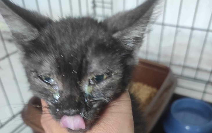 Zbiórka Nasze zwierzaki chorują - zdjęcie główne