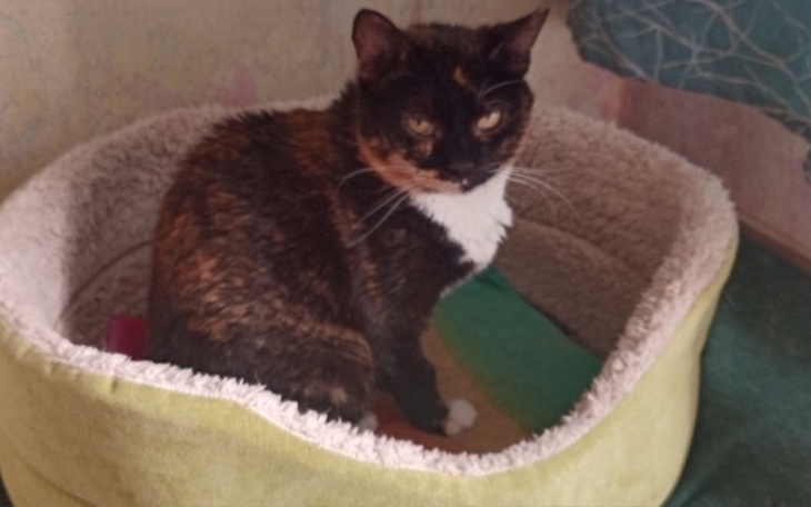 Zbiórka Akcja Koci Ząbek - zdjęcie główne