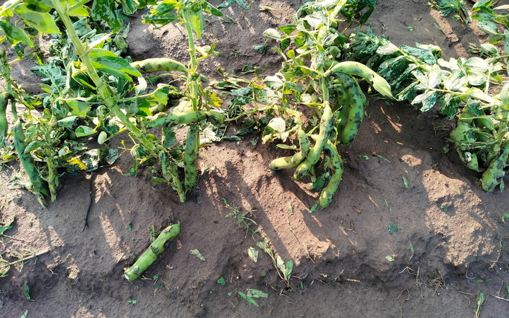 Rośliny strączkowe w ogrodzie, z widocznymi owocami.