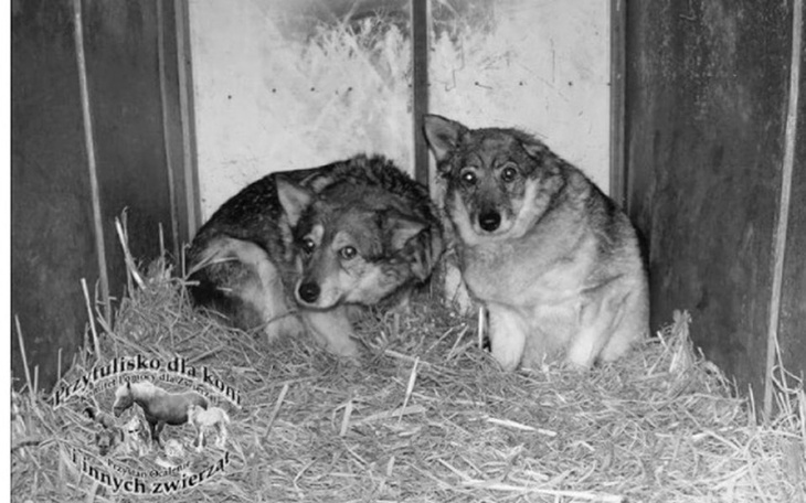 Zbiórka Postaw dom kalekim psom!!! - zdjęcie główne