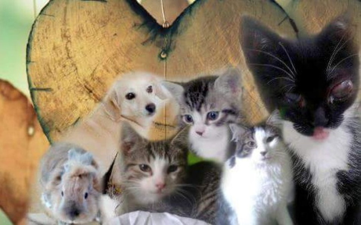 Zbiórka Na utrzymanie zwierzaków - zdjęcie główne