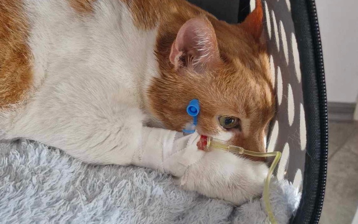 Zbiórka Postawmy Czesia na łapki - zdjęcie główne