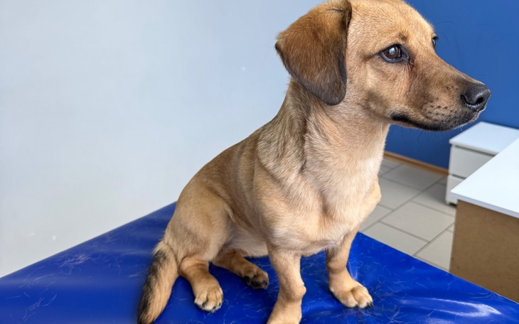 Mały piesek siedzący na niebieskiej powierzchni w gabinecie.