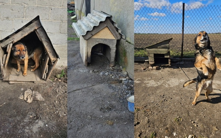 Trzy budy dla psów, w tym jedna z psem w środku.