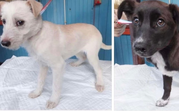 Dwa szczeniaki, jeden jasny, drugi czarny, na białym tle.