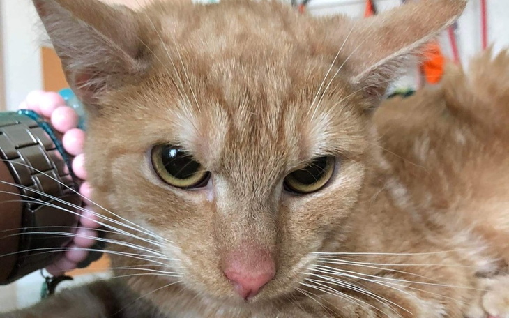 Zbiórka Prosimy tylko o życie SOS - zdjęcie główne